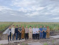 Kapolda Kalsel Gagas Terobosan Pertanian: Lahan Rawa Disulap jadi Sentra Jagung Produktif