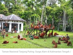 Taman Nasional Tanjung Puting: Surga Alam di Kalimantan Tengah
