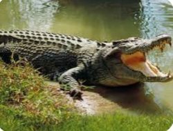 Buaya Predator Tangguh Didarat ,Berbahaya di Air