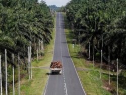 Indonesia Kena Tarif Impor 32% dari Trump, Bagaimana Nasib Sawit RI?
