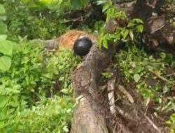 Kecelakaan Tunggal Terjadi DiBukit Batu ,Desa Pundu Kecamatan Cempaga Hulu