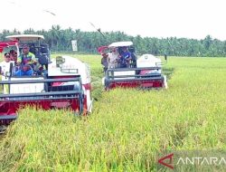 Kotim Peringkat ke Tiga Terluas Tanam Padi di Kalteng