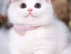 7 Cara agar Kucing Tidak Berak dan Kencing Sembarangan di Sekitar Rumah