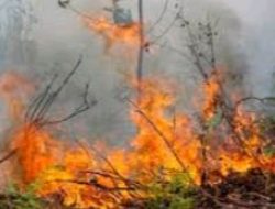 Pemkab Kotawaringin Timur Akan Dirikan Posko Siaga Karhutla