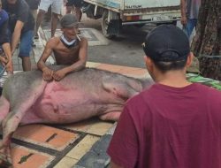 Ketika Sejumlah Kerbau Kurban Lepas, Polisi Kudus Siap Tembak