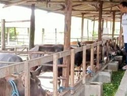 Permintaan Sapi Qurban Meningkat Jelang Idul Adha