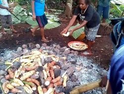 Tradisi Bakar Batu, Kuliner Syukur dari Tanimbar