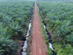 Janji Manis PT SCC , Tentang Ganti Rugi Lahan Yang Dibuat Jalan Poros , Buat Masyarakat Geram