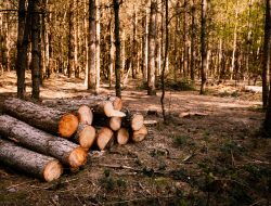 Mengenal Deforestasi Hutan dan Dampaknya Pada Kehidupan