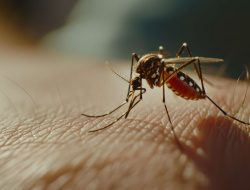 Musim Hujan Tak Menentu, Masyarakat Diminta Waspadai Chikungunya