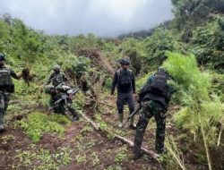 Satgas TNI Temukan 4 Kebun Ganja Tersembunyi di Papua Pegunungan