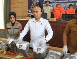 Polda Sumbar Bongkar Perdagangan Ilegal Sisik Trenggiling 24 Kg, 2 Tersangka Ditangkap