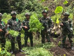 Kronologi TNI Temukan 4 Kebun Ganja Tersembunyi di Papua Pegunungan, Terpantau Drone
