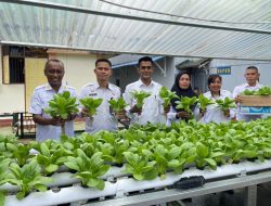 Program Ketahanan Pangan Berkelanjutan, Rutan Ambon Kembali Panen Sayur Pakcoy