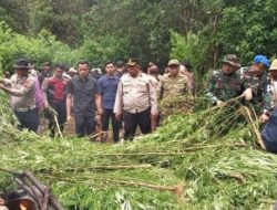 Polisi Ungkap Ladang Ganja di Perbukitan Karo, 400 Batang Dimusnahkan