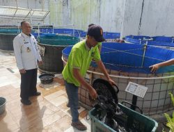 Hasilkan Panen Lele, Lapas Sampit Terus Hadirkan Inovasi Pembinaan Produktif