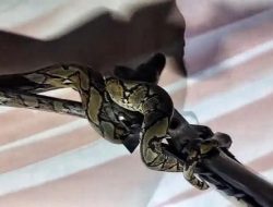 Anak Ular Piton Melilit Kursi Kayu di Ruang Tamu Gegerkan Pemilik Rumah di Palangka Raya