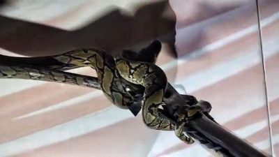 Anak Ular Piton Melilit Kursi Kayu di Ruang Tamu Gegerkan Pemilik Rumah di Palangka Raya