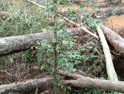 Bencana Sumatra Jadi Alarm, AMAN Kotim Peringatkan Kotim: Stop Deforestasi Sebelum Bencana Datang