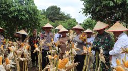 Bulog Kotim Siap Serap Hasil Panen Jagung Petani, Dorong Swasembada Pakan Ternak