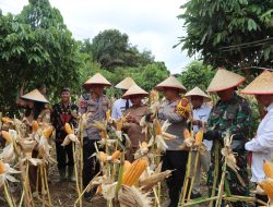Bulog Kotim Siap Serap Hasil Panen Jagung Petani, Dorong Swasembada Pakan Ternak
