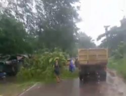 Waspada! Cuaca Ekstrem Terjang Sampit, Angin Kencang Sebabkan Pohon Tumbang