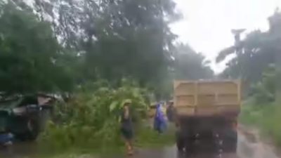 Waspada! Cuaca Ekstrem Terjang Sampit, Angin Kencang Sebabkan Pohon Tumbang