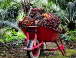 Jelang Nataru! Penghasilan Turun, Harga Sawit di Kotim Merosot Saat Kebutuhan Pokok Naik