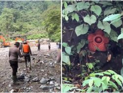 Viral Bunga Rafflesia Ditemukan di Lokasi Banjir Jembatan Kembar Padang Panjang