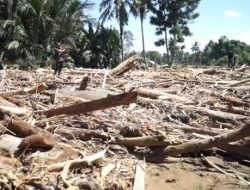 Penampakan Kayu Gelondongan Menumpuk di Permukiman Warga Pidie Jaya Terbawa Banjir Bandang