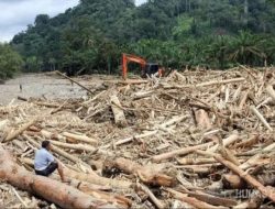 Selidiki Illegal Logging di Aceh, Polisi Ungkap Kayu Gelondongan di Sungai Tamiang Sengaja Dihanyutkan