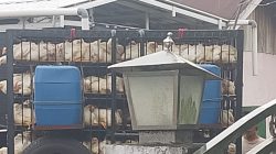 Warga Jalan Cristopel Mihing Sampit Heboh, Bau Limbah Usaha Pemotongan Ayam Picu Keluhan