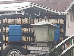 Warga Jalan Cristopel Mihing Sampit Heboh, Bau Limbah Usaha Pemotongan Ayam Picu Keluhan
