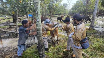Jelang Iduladha, Pemeriksaan Hewan Kurban di Kotim Mulai Dilakukan