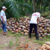 DPRD Kotim Desak Pemda Cepat Atasi Anjloknya Harga Kelapa Samuda
