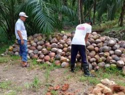 DPRD Kotim Desak Pemda Cepat Atasi Anjloknya Harga Kelapa Samuda