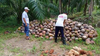 DPRD Kotim Desak Pemda Cepat Atasi Anjloknya Harga Kelapa Samuda