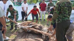 Idul Adha 1447H: Korem 102/Pjg Tebar Kepedulian Lewat 17 Hewan Qurban untuk Prajurit dan Warga