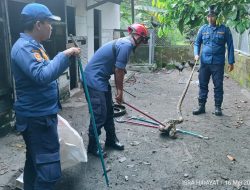 Ular Sanca Kembang Pemangsa Ayam di Baamang Hulu Dievakuasi Damkarmat Sampit