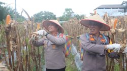Dukung Ketahanan Pangan, Kapolres Kotim Ikut Panen Raya Jagung Kurtal II di Sampit