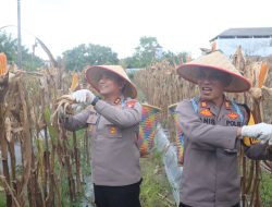 Dukung Ketahanan Pangan, Kapolres Kotim Ikut Panen Raya Jagung Kurtal II di Sampit