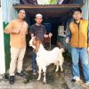 PT ABB Berbagi Sapi Kurban, IPJI dan FKM Kalteng: Kepedulian Masyarakat Menjadi Berkah