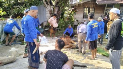 Masjid Sayyidul Ihsan Sampit Sembelih 1 Sapi dan 3 Kambing Kurban, Wujud Kepedulian dan Ukhuwah Masyarakat