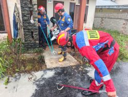 Bikin Kaget Warga Baamang di Kamar Mandi, Ular Air Kelabu Dievakuasi Damkar Sampit