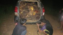Diduga Curi 650 Kg Buah Sawit di PT KMB Antang Kalang, Dua Pelaku Diamankan Polisi