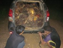 Diduga Curi 650 Kg Buah Sawit di PT KMB Antang Kalang, Dua Pelaku Diamankan Polisi
