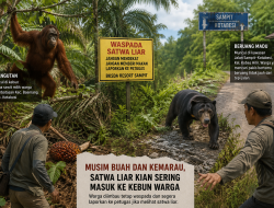 Mencekam di Musim Buah, Dua Satwa Liar Terekam Masuk Permukiman Warga Kotim dalam Sepekan