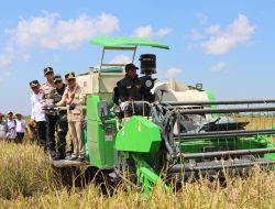 Dukung Swasembada Pangan Nasional, Kapolda Kalteng Bersama Gubernur Panen Raya Padi di Kapuas