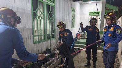 Ngeri! King Kobra Sepanjang Dua Meter Bersarang di Pekarangan Rumah Warga Baamang
