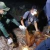 Miris, Induk Orangutan Bertahan di Tengah Kepungan Api dan Asap Karhutla Sampit Sambil Gendong Anaknya